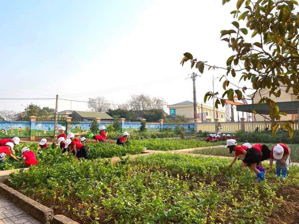 Trẻ trải nghiệm làm vườn( thu hoạch rau