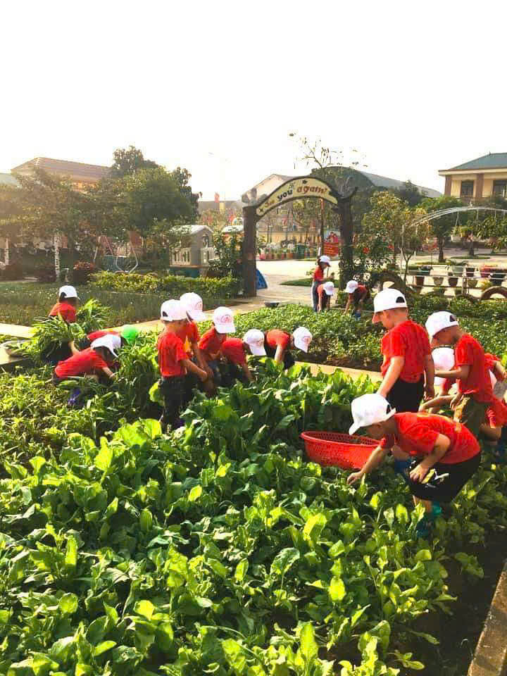 Trẻ trải nghiệm thu hoach rau